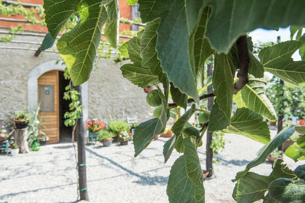 B&B Rifugio Tra Gli Ulivi 캄파냐 외부 사진