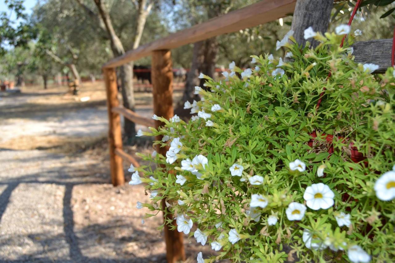 B&B Rifugio Tra Gli Ulivi 캄파냐 외부 사진
